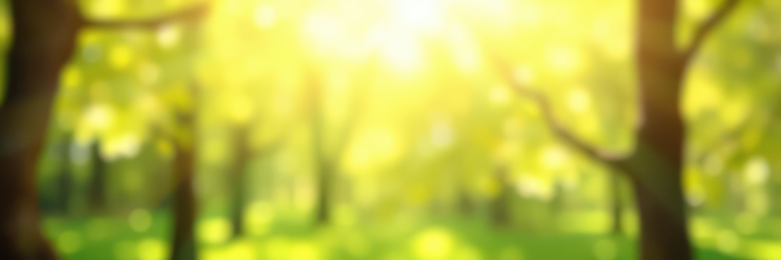 Sunlight filters through trees in a vibrant green forest during a serene summer afternoon